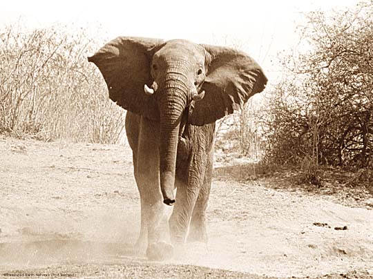 Elephant photo