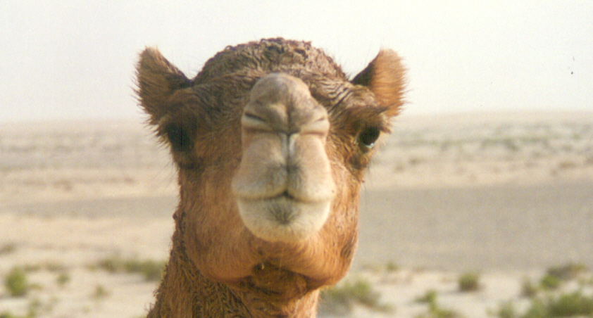 Camel