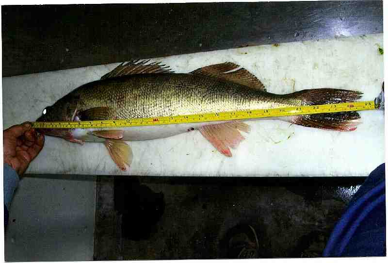 Picture of a large walleye.