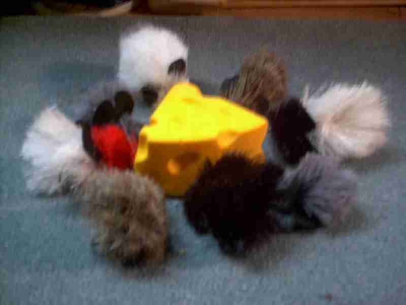 Picture of a Blind Mouse