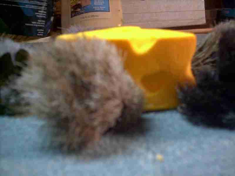 Picture of a Blind Mouse.