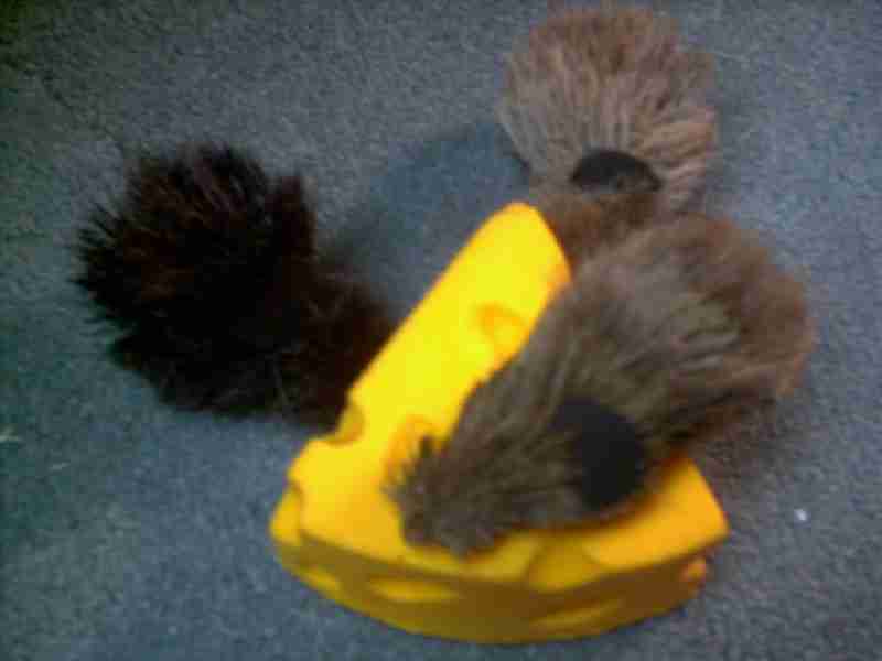 Picture of a Blind Mouse.