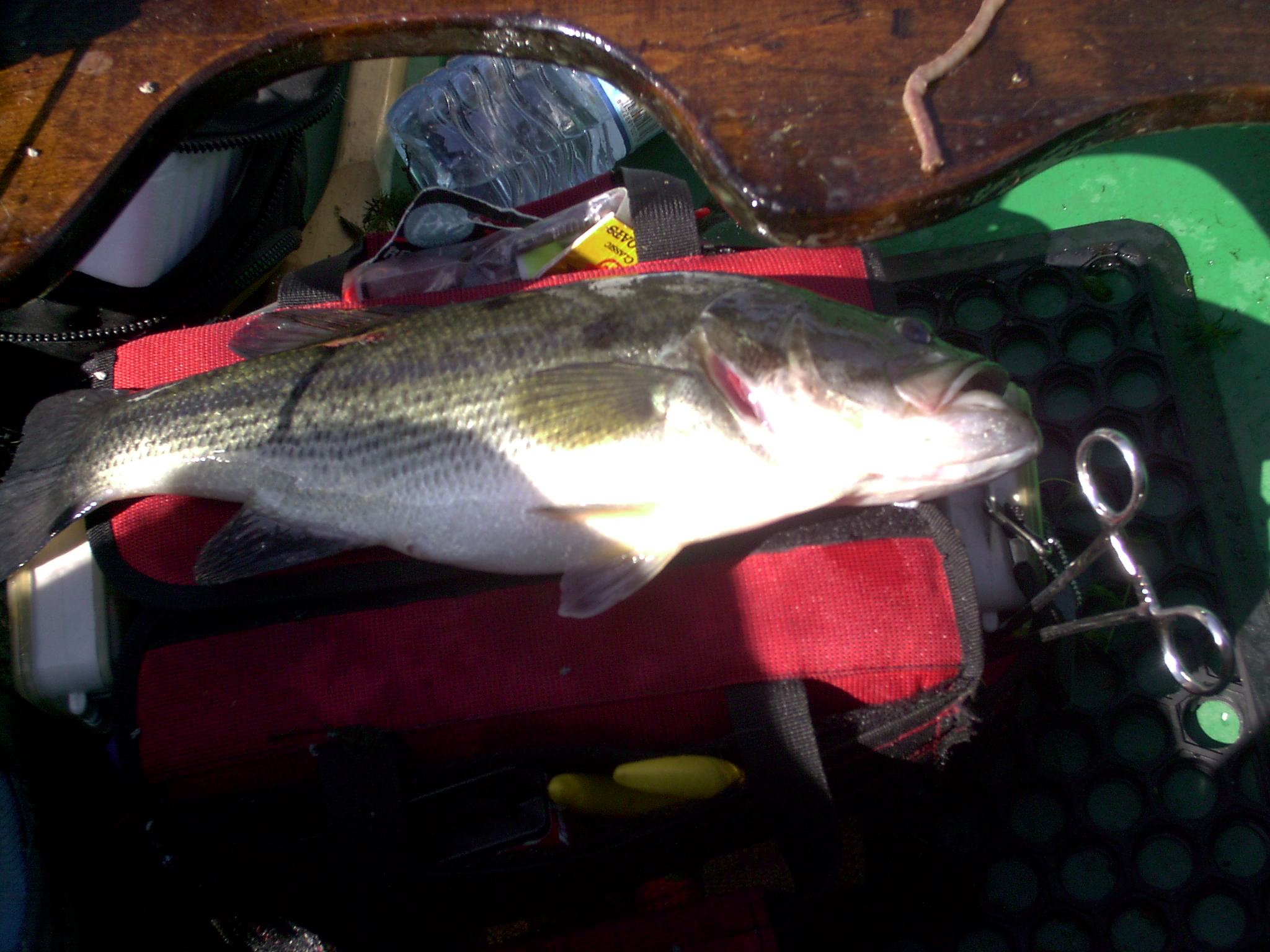 Picture of another nice bass.