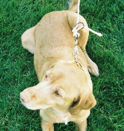 QuiKnot as a dog leash