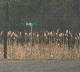 Forest Road, where Cora was found.