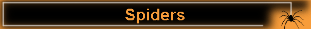Spiders