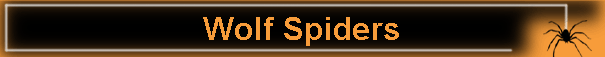 Wolf Spiders