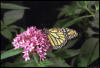 butterfly-78.4.jpg