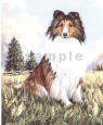 Sheltie