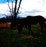 cheval.jpg (6838 octets)