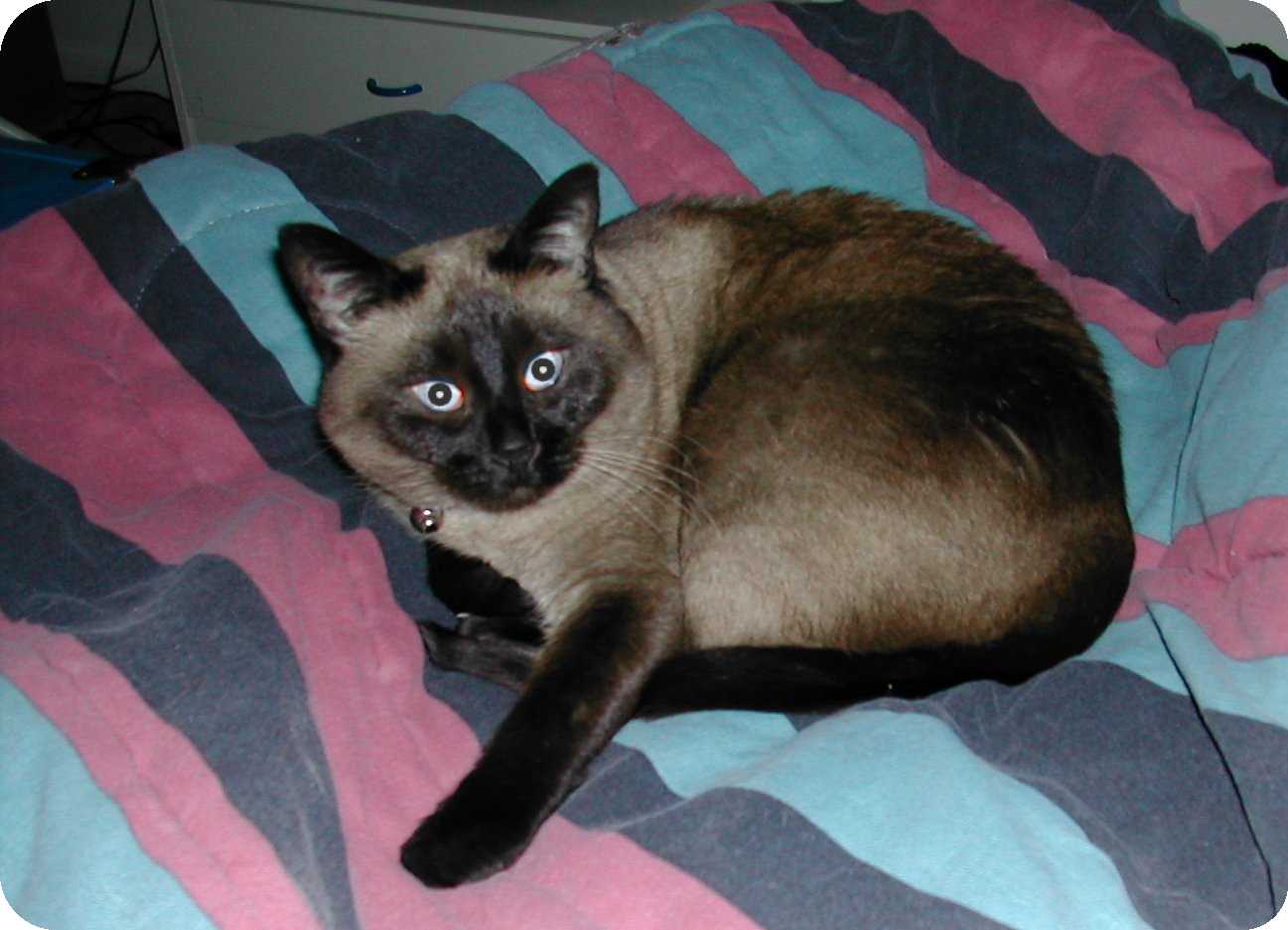 Montcalm High School Alumni