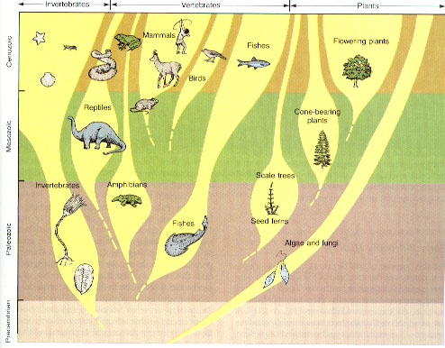 evolution through time