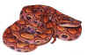 Young Brazilian rainbow boa, Epicrates cenchria cenchria