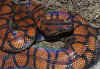 Adult Brazilian rainbow boa, Epicrates cenchria cenchria