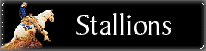 Stallions