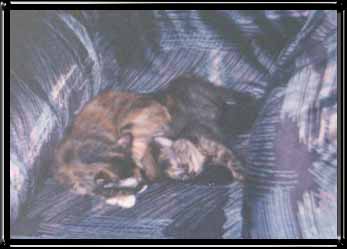 My Cats Tuter and Bingo 