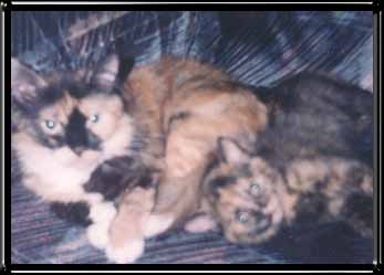 My Cats Tuter and Bingo