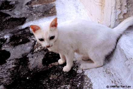 Queen Latoyle Swiftwind