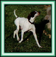 Super Express Maddie