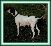 Super Express Maddie