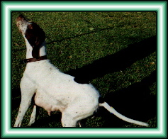 Super Express Maddie