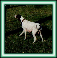 Super Express Maddie