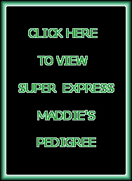 Super Express Maddie's Pedigree