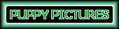 Puppy Pictures