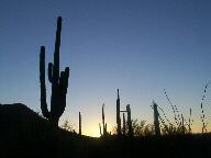 Saguaro National Park Thumbnail