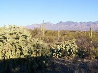 Saguaro National Park Thumbnail