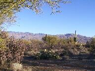 Saguaro National Park Thumbnail