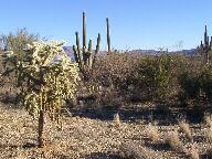 Saguaro National Park Thumbnail