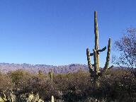 Saguaro National Park Thumbnail