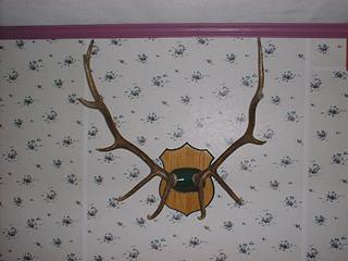 bullelk.JPG (13681 bytes)