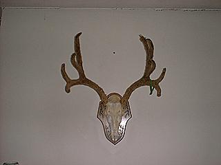 kihunt2.JPG (7401 bytes)