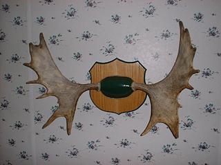 mosse.JPG (14048 bytes)