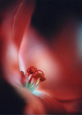 January 2000 Monthly Photograph