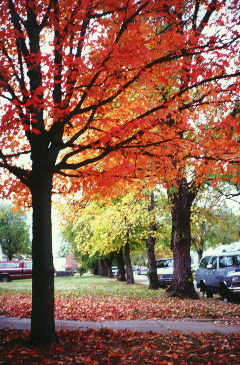 Oak Tree [Kodak E100 VS]