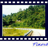 Forested area and hills of Pos Slim