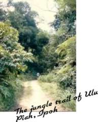 The jungle trail of Ulu Piah, Ipoh