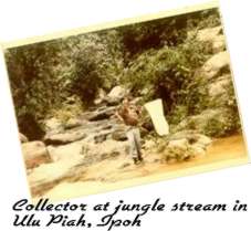 Collector at jungle stream in Ulu Piah, Ipoh
