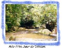 Mile 19th Jungle Stream