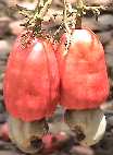 Cashew fruits