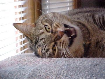 Image of my cat, Emmy, mid-yawn