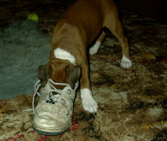 Austin - Minas Anor de Kinbra