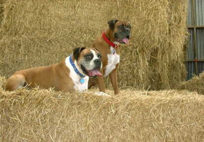 Kinbra Sherriff Justice ADX & Kinbra Calamity Jane ADX