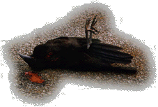 Dead Crow